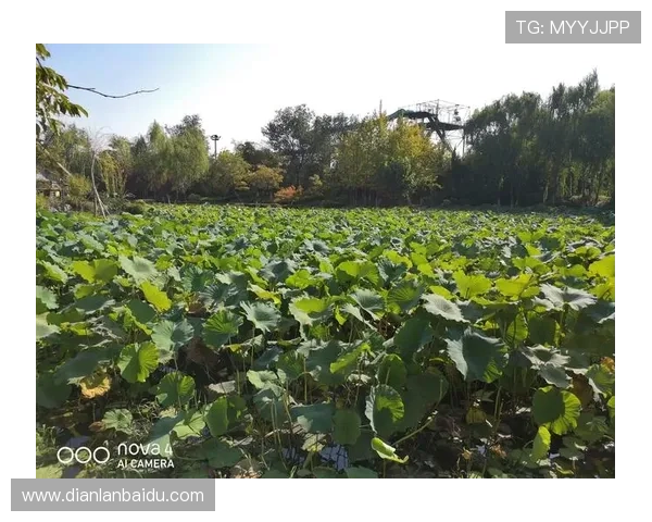 博9历史背景：博9的文化渊源与发展演变过程详解